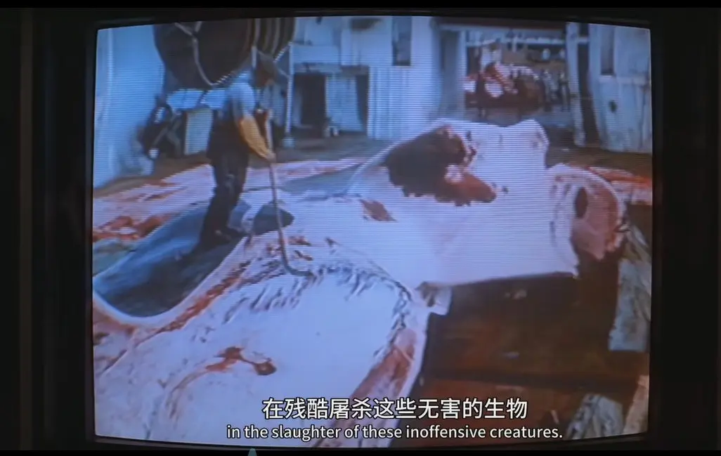 影片中展示的残酷捕鲸场面